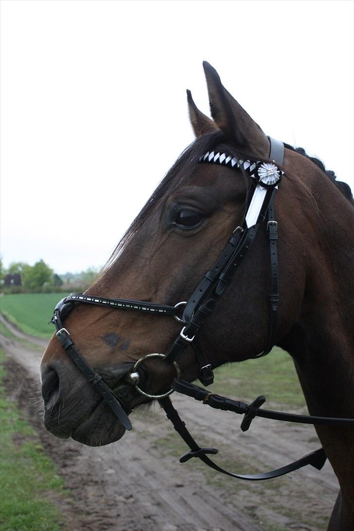 DSP Nørlunds Argentan SOLGT - Stævne billede 8