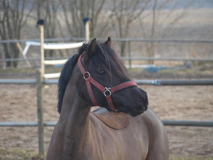 Welsh Pony (sec B) Valentin  billede 12