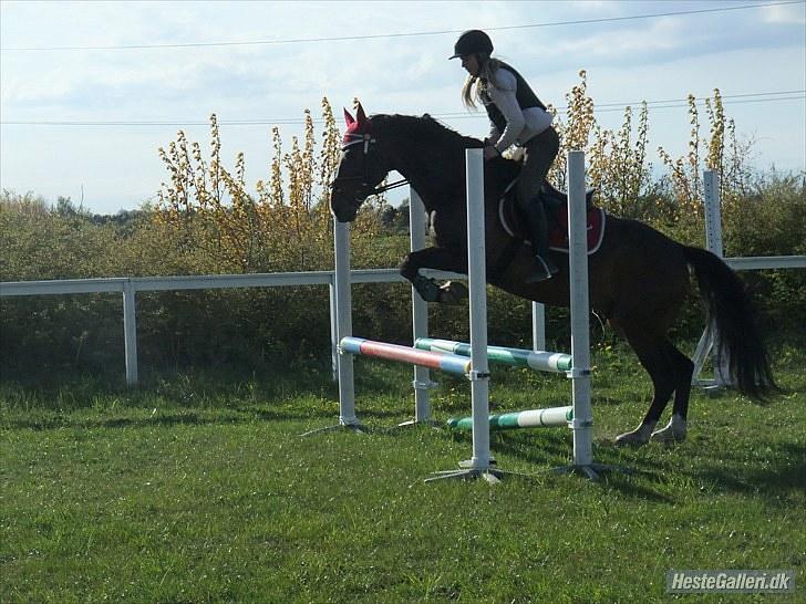 DSP Nørlunds Argentan SOLGT - spring træning billede 9