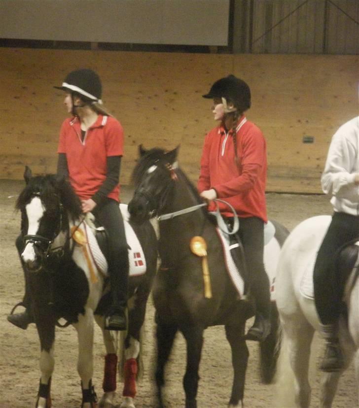 Welsh Pony (sec B) Valentin  - 3plads i sverige- hans første mountedgames stævne <3 billede 15