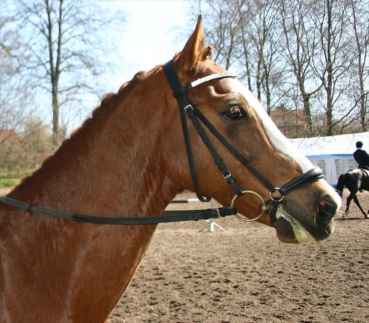 Anden særlig race Rin Tin Tin - Velkommen til Charmeurs profil! Smid gerne en kommentar og en bedømmelse :-) billede 1