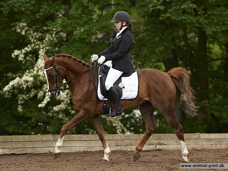 Anden særlig race Rin Tin Tin - SPIP efterår 2010 - Foto: Animal Print billede 3