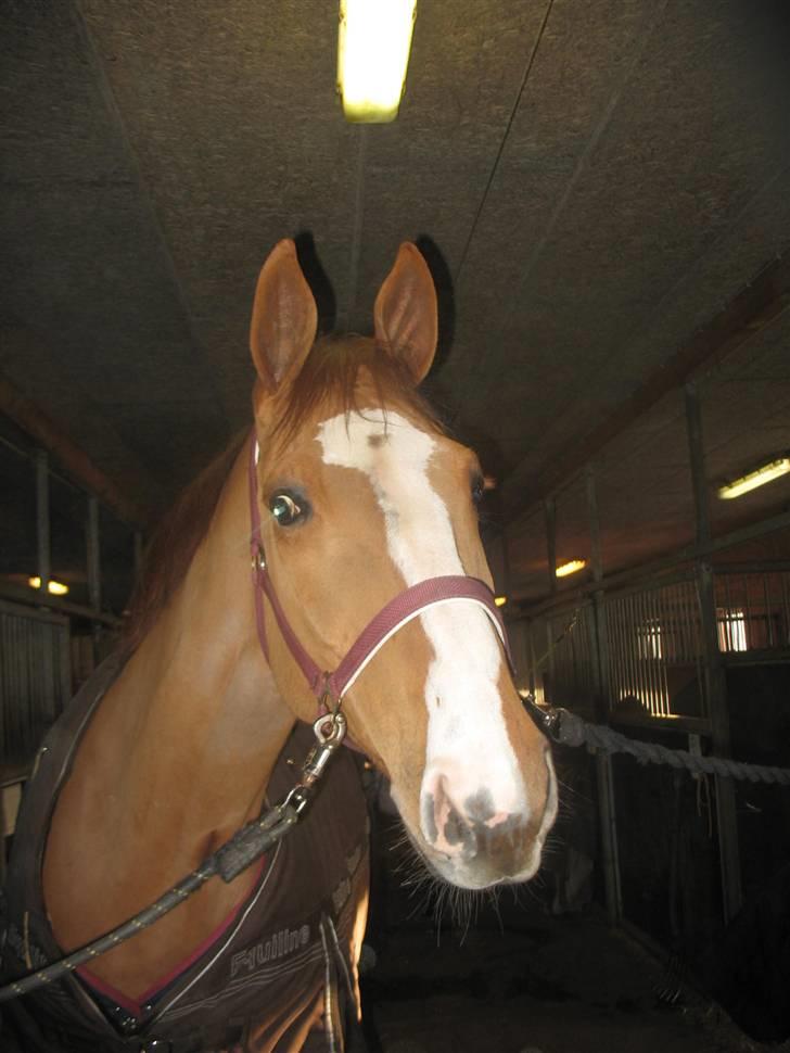 Holstener Clemento 2 - R.I.P :'( - hej hej<3 billede 8