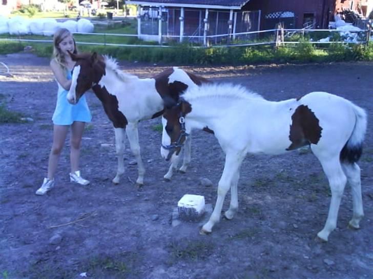 Amerikansk Paint Pony Mr Santos   billede 2