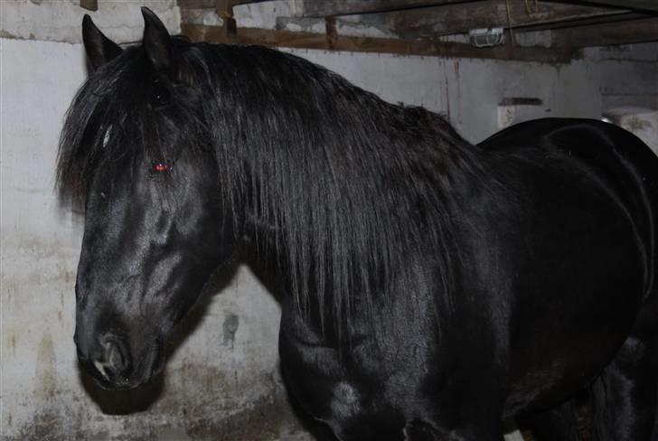 Lusitano A-Furia - A-Furia 25.januar 2010 billede 12