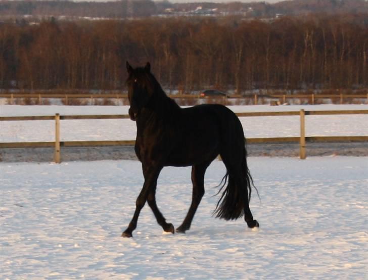Lusitano A-Furia - A-Furia 25.januar 2010 billede 13