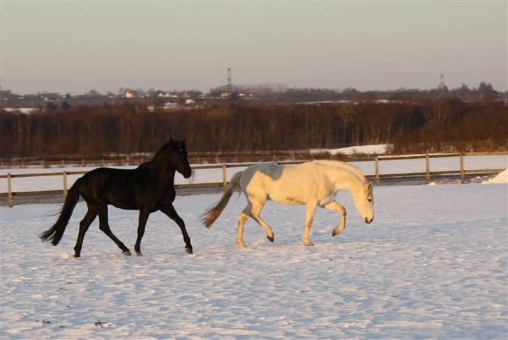 Lusitano A-Furia - A-Furia & Tremendo 25.januar 2010 billede 14