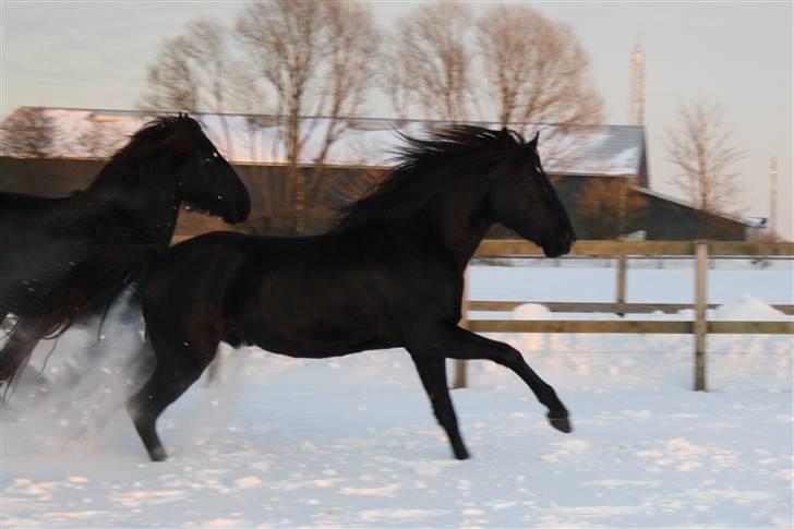 Lusitano A-Furia - A-Furia & Kobus i fuld firspring 25.januar 2010 billede 15