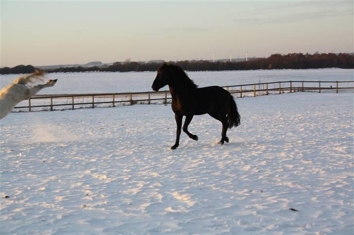 Lusitano A-Furia - A-Furia 25.januar 2010 billede 17