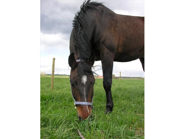 {{currentPhoto.altText}} billede {{currentPhoto.number}}