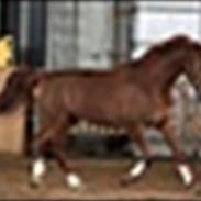 Dansk Varmblod PlayBoy Blitz - R.I.P.