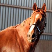 Dansk Varmblod PlayBoy Blitz - R.I.P.