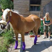 Tyroler Haflinger Fie