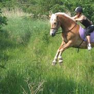 Tyroler Haflinger Fie