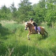 Tyroler Haflinger Fie