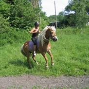 Tyroler Haflinger Fie