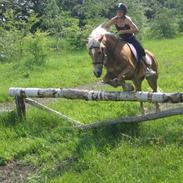 Tyroler Haflinger Fie