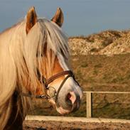 Haflinger Hingst : Alfonso  HAH 23 