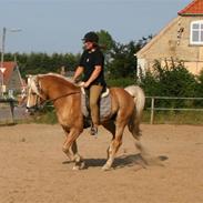 Haflinger Hingst : Alfonso  HAH 23 