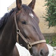 Anden særlig race Qato "Himmelhest" <3