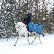 Shagya Araber (SH) Pilegårdens Bacus