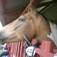 Pinto Royal Kasmina's Tiggi