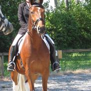 Anden særlig race Antonius