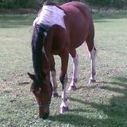 Anden særlig race Antonius