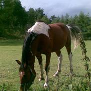 Anden særlig race Antonius