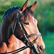 Anden særlig race Antonius