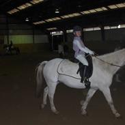 Anden særlig race Rotterdams Rico (solgt)