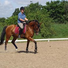 Dansk Varmblod Cille