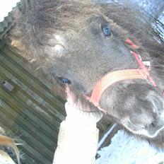 Miniature Ubberup's Erna - Lillepigen