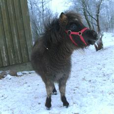 Miniature Ubberup's Erna - Lillepigen