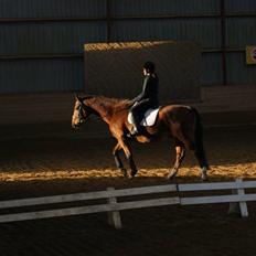 Anden særlig race Ramses R.I.P Altid elsket