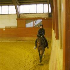 Anden særlig race Ramses R.I.P Altid elsket