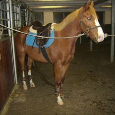 DSP Sejerøs Baron (Solgt)