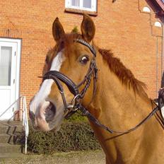 Anden særlig race Tots Ramik