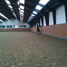 Welsh Cob (sec D) Santana