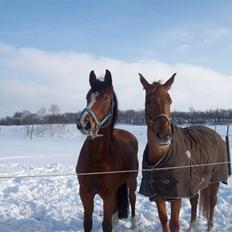 Dansk Varmblod Cille
