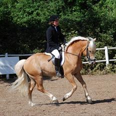 Haflinger Hingst : Alfonso  HAH 23 