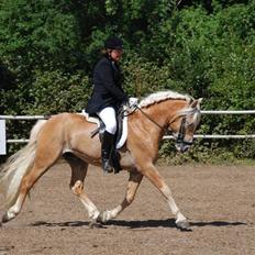 Haflinger Hingst : Alfonso  HAH 23 