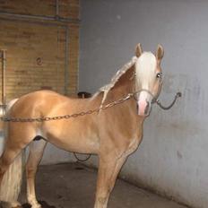 Haflinger Hingst : Alfonso  HAH 23 