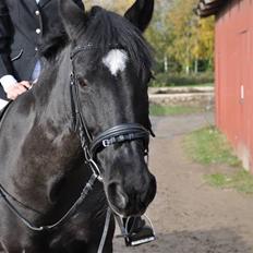 Anden særlig race yasmin, min passer hest.