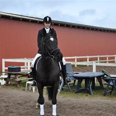 Anden særlig race yasmin, min passer hest.
