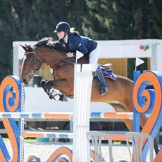 Dansk Varmblod Konstantins Qute Pie