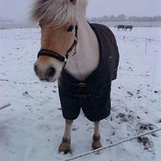 Fjordhest Christianshøj Idun