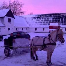 Fjordhest Christianshøj Idun