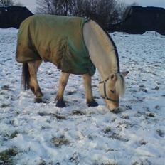 Fjordhest Christianshøj Idun