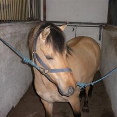 Anden særlig race Disney